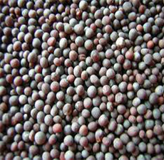 MUSTARD SEED WHOLE BLACK
